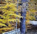 Sila Sottobosco